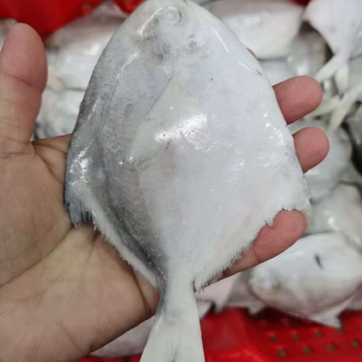 荣成市单冻鲳鱼