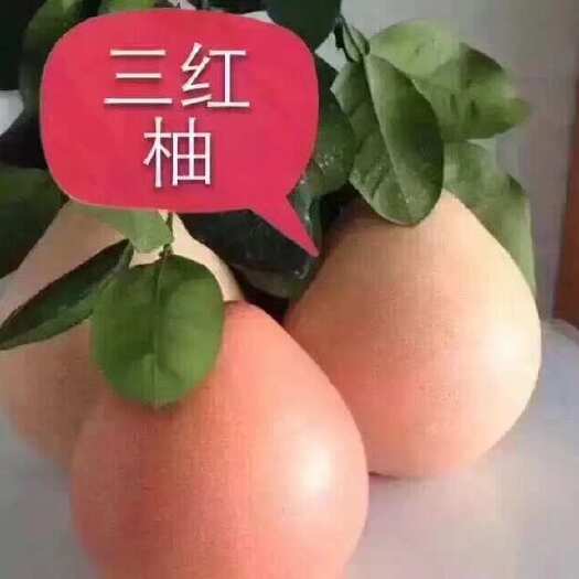 三红柚