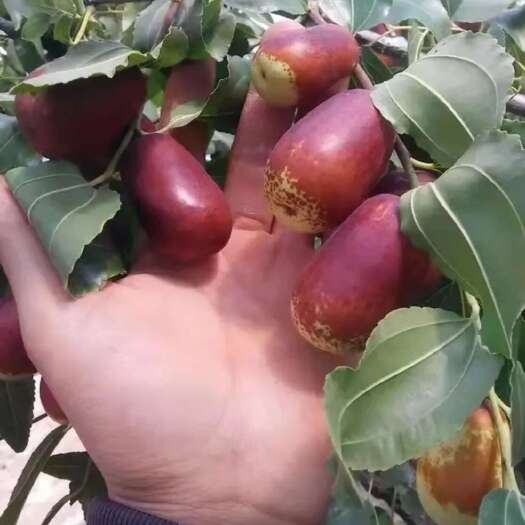 山西壶瓶枣脆枣，鲜枣，量大，可以批，可代发，支持代发