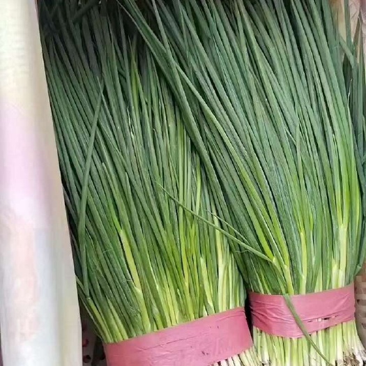 邯郸精品香葱