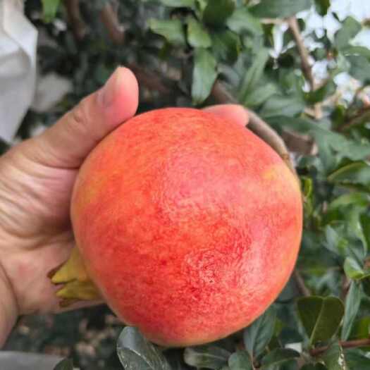永胜县突尼斯软籽石榴
