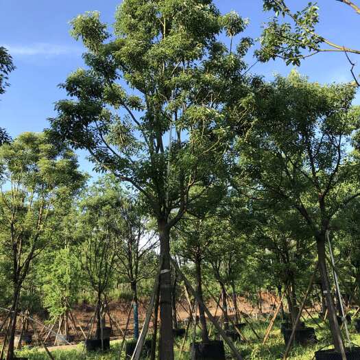 柳州全冠假植香樟14-16公分