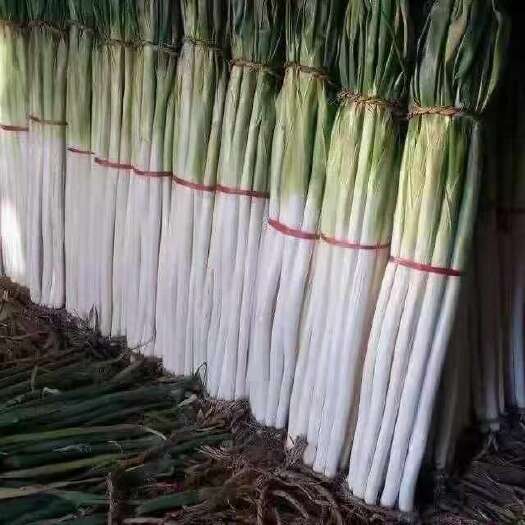 长沙章丘大葱