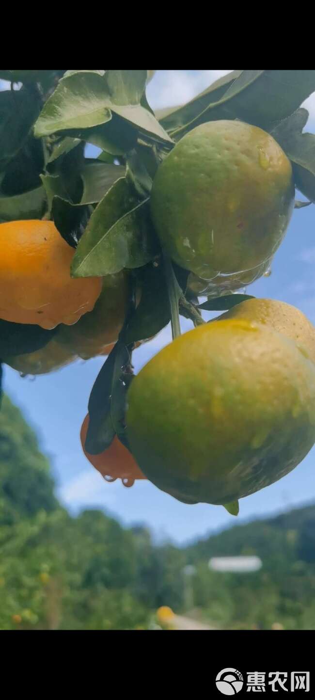 云南特早蜜桔 早熟柑桔 高山蜜橘 皮薄汁多果形好产地直发