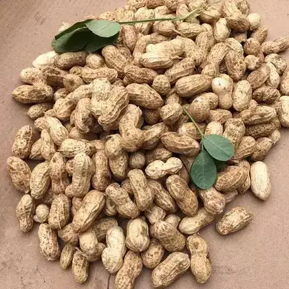 麻城市新鲜花生