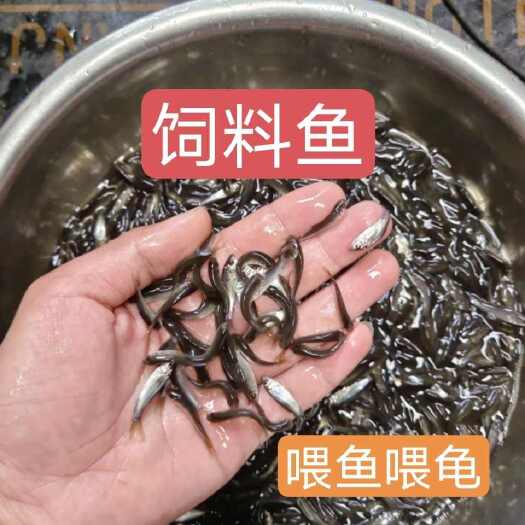 四会市麦鲮鱼 大批量活体饲料鱼