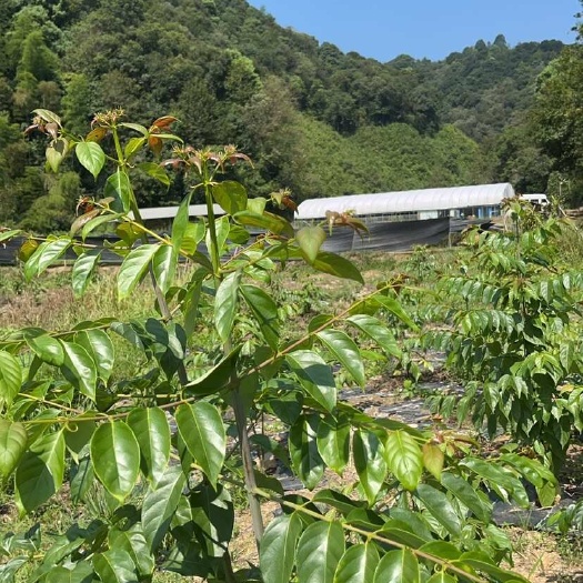德兴市江西金钩藤种植基地优质药材苗移栽易成活可视频基地