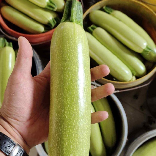 寿光市寿光暖棚西葫芦 大量有货 小条颜色好超市 市场 团购电商食堂