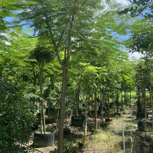 8-10公分凤凰木袋苗