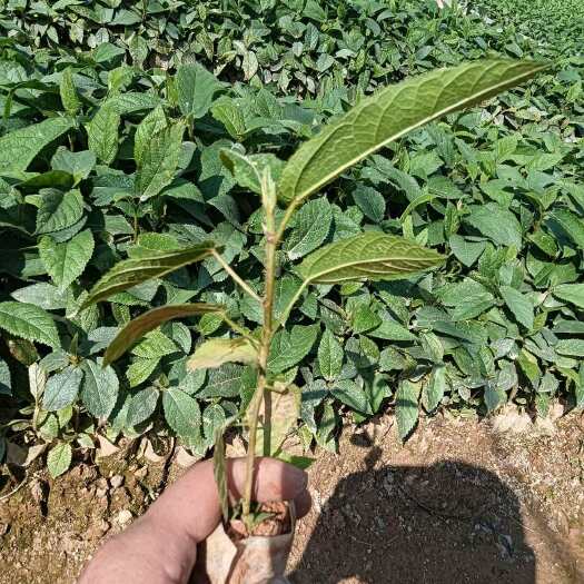 灵山县五指毛桃杯苗