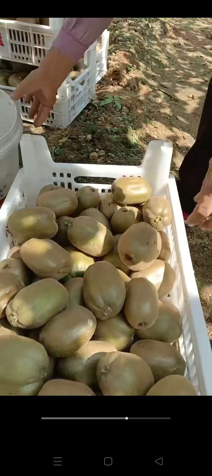 泰山一（碧玉）猕猴桃
