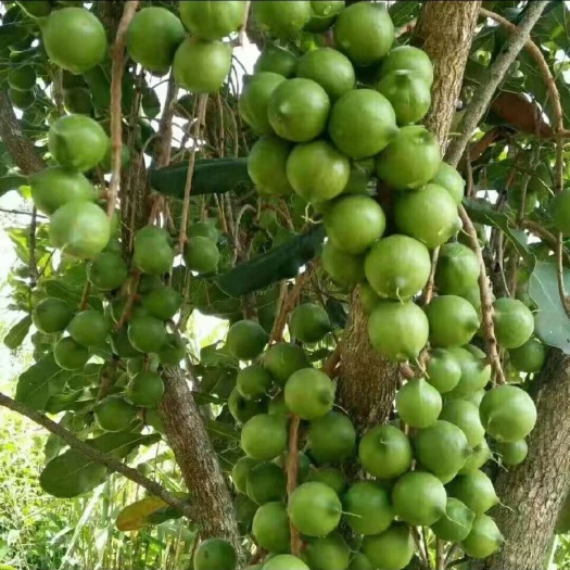 昆明云南夏威夷果大量上市了