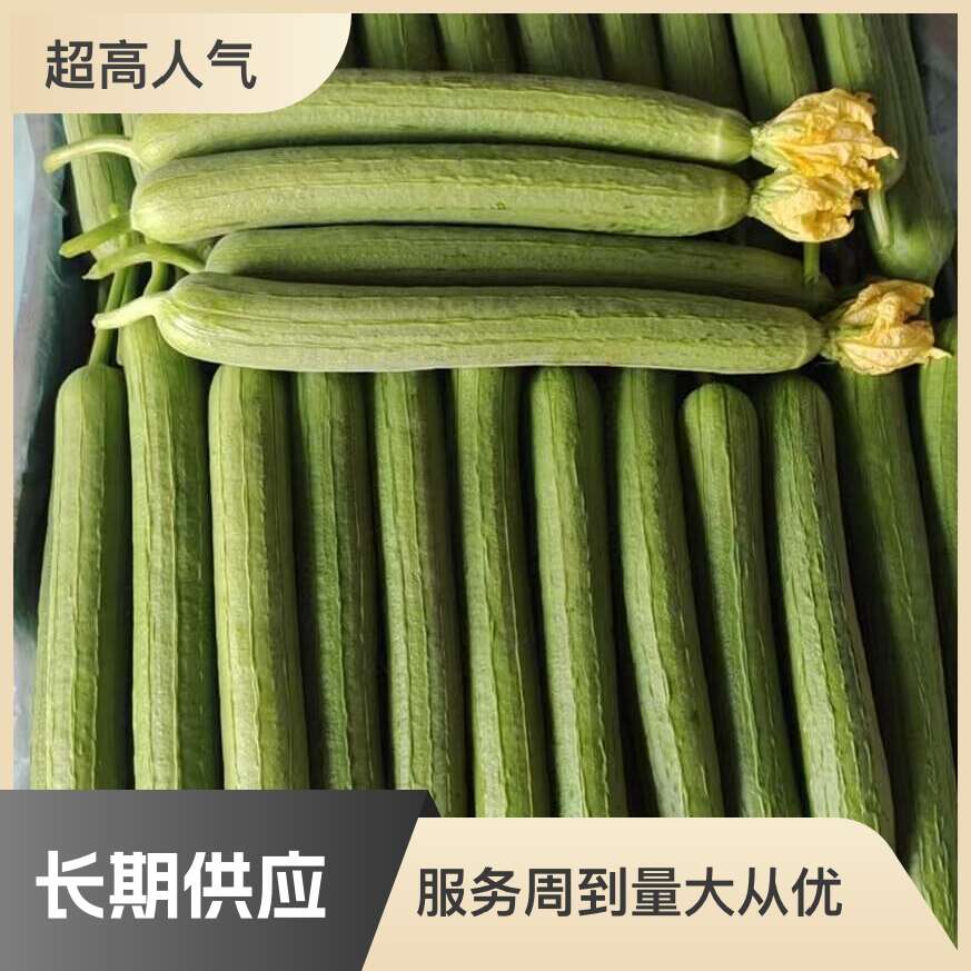 寿光鲜花丝瓜 大量上市 质量好 市场 食堂超市供应 欢迎咨询