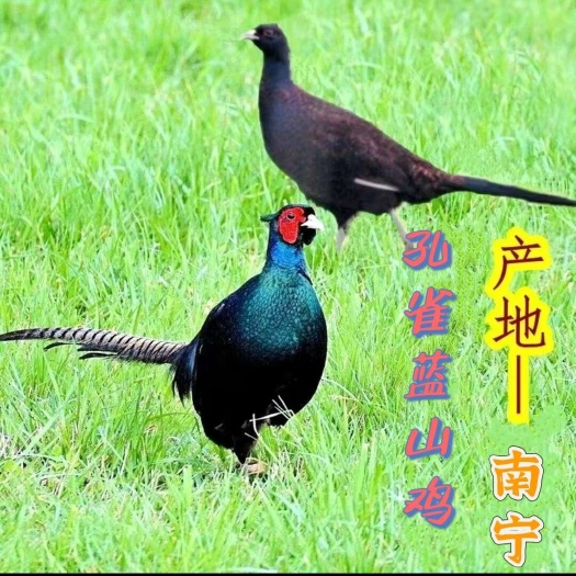 清远蓝山鸡 孔雀蓝山鸡  七彩山鸡  批发  现货