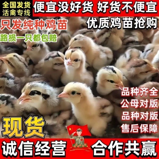 临沭县山东土鸡苗包防疫包运输货到满意付款诚信服务