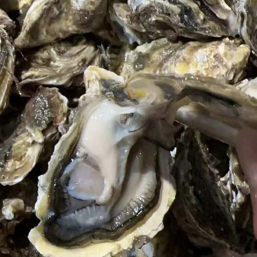 诏安县珍珠蚝