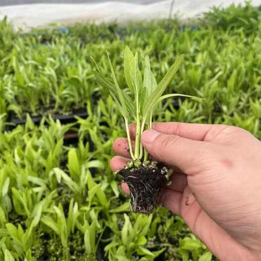 沭阳县高产三叉空心菜种籽柳叶通心菜种子四季阳台蔬菜种子盆栽菜园