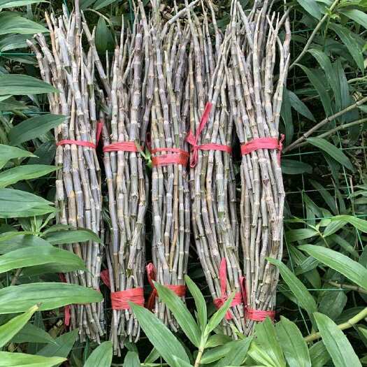 龙陵县5年云南产地紫皮石斛鲜条新鲜胶质饱满自家种植批发零售紫皮石斛