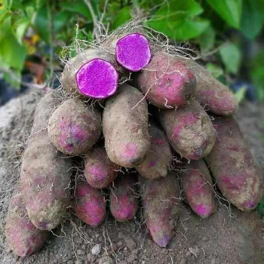 青岛五斤赣南紫山药铁棍怀山紫玉淮山药现挖紫大薯脚板薯农家紫色新鲜