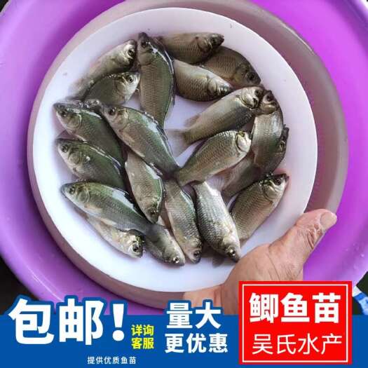 佛山批发鲫鱼苗 彭泽鲫快大种鲫鱼苗 中科5号鱼苗 中
科3号鱼苗