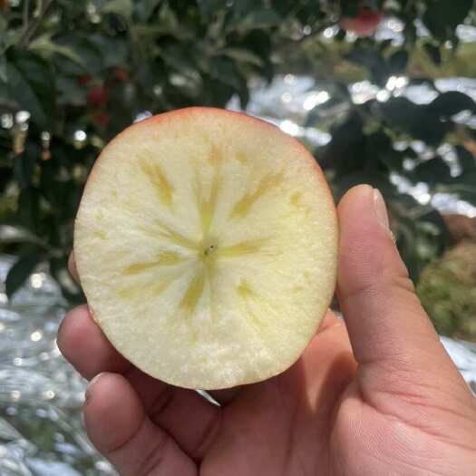 昭通果园现摘，品质保证。