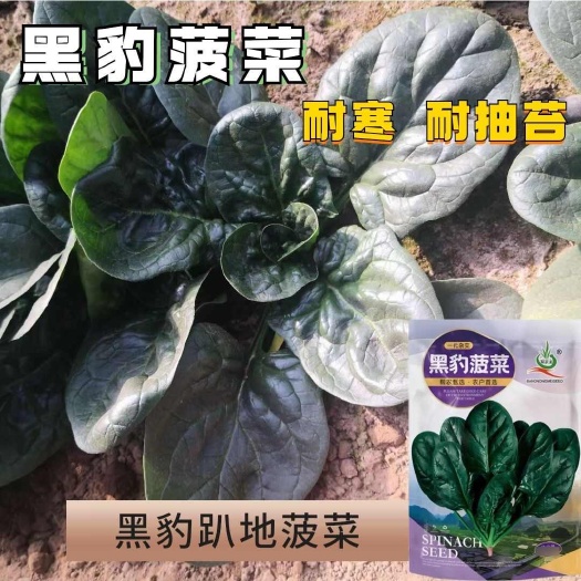 沭阳县黑豹菠菜一代杂交趴地菠菜叶片肥厚菠菜种子耐寒耐热晚抽菠菜种子