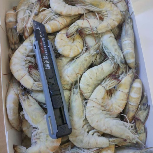 北海30/40气冻青虾 南美白对虾颜色好品质佳