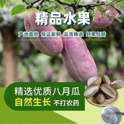 昆明【现货速发】八月瓜水果九月炸新鲜野生8八月炸稀罕八月果野果