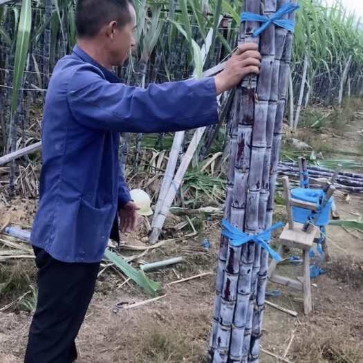 进贤县甘蔗批发