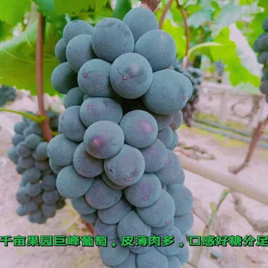 新上市头摘露天千亩果园，皮薄肉多，口感好糖分足