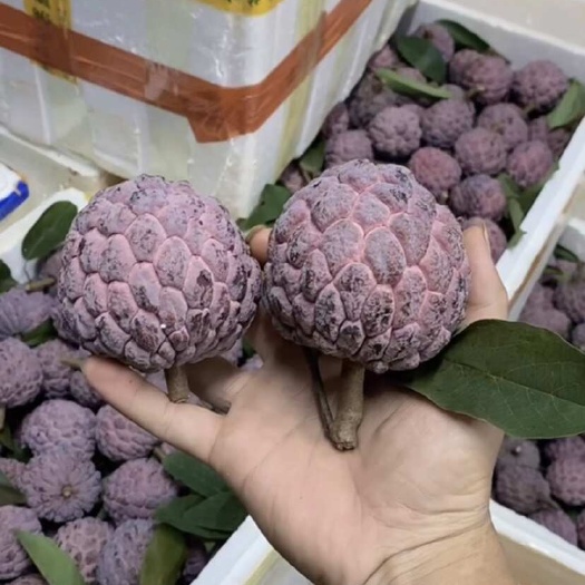 海口玫瑰释迦