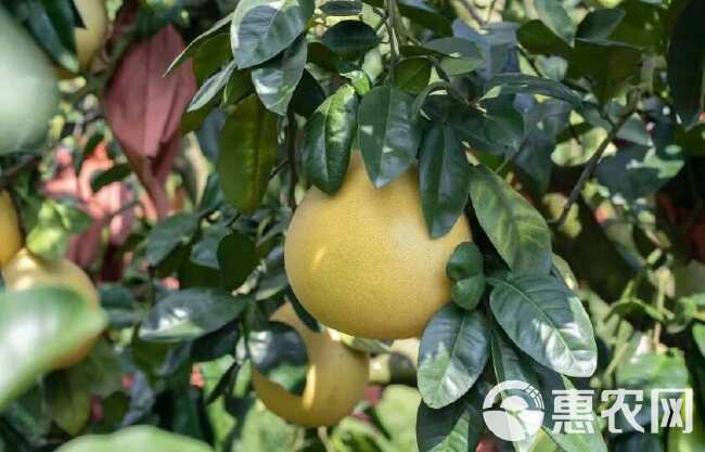 福建平和馆溪蜜柚