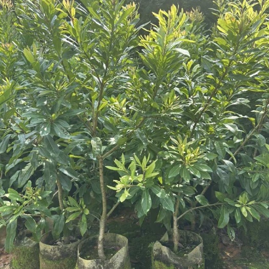 漳州各规格杨梅美植袋苗，欢迎老板们询价订购