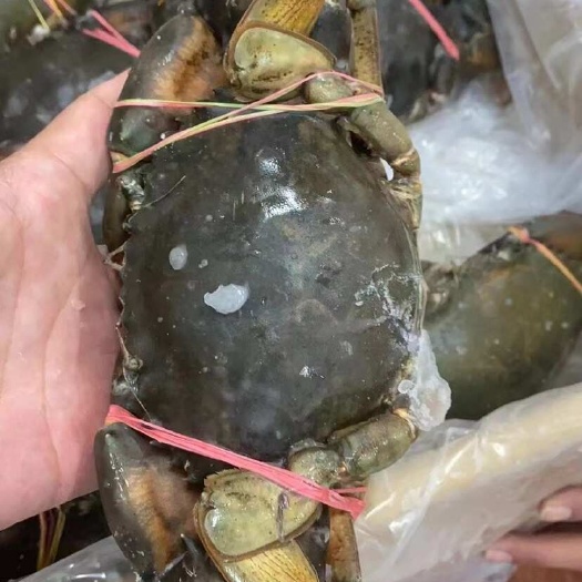 连云港整只青蟹螃蟹海蟹青蟹块整肉蟹肥蟹活冻螃蟹肉蟹煲西非蓝蟹兰花蟹