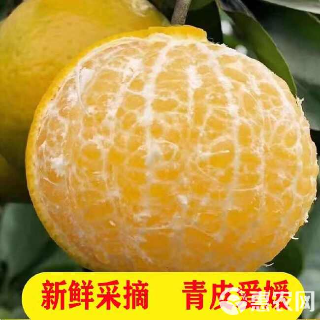 【头茬新果】新鲜采摘青皮爱媛38号果冻爱媛橙皮薄多汁水果