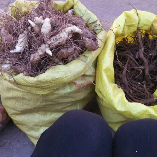 宣威市农村黄精，各种山货都有，有需要的联系