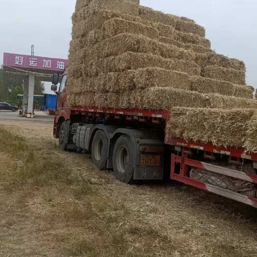平舆县优质干玉米秸秆，揉丝铡碎无土无膜。