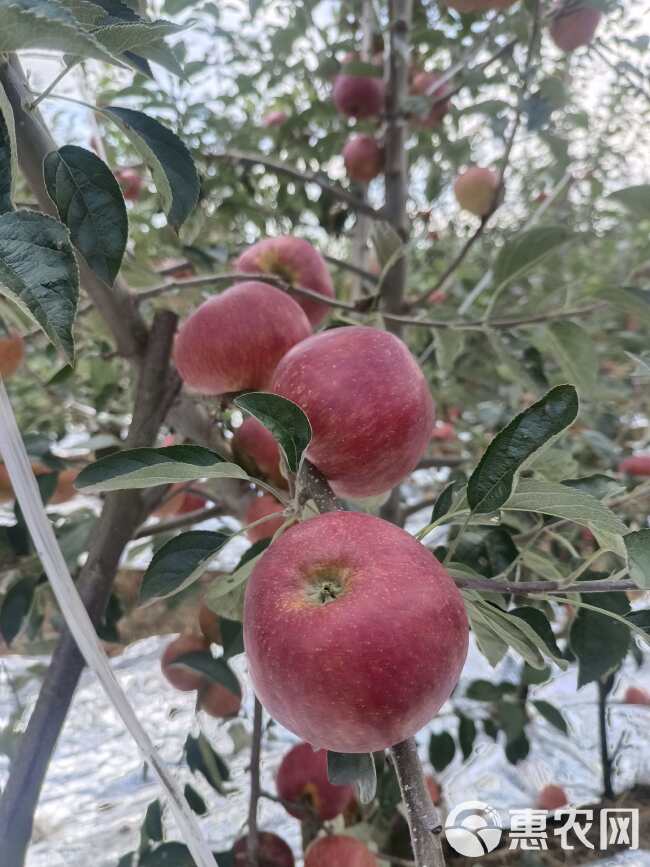 昭通苹果，红露