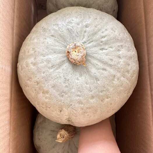 板栗南瓜