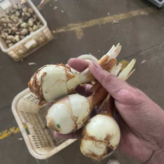 陆良县云南白慈菇 新鲜上市 基地直供