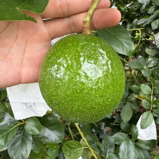 龙州县牛油果