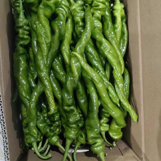 夏邑县螺丝椒，龙椒。品质优美，支持全国发货，精品和电商货量都很大。