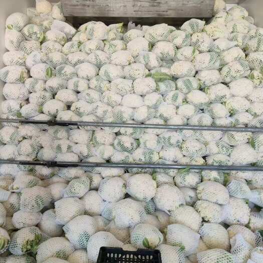 沽源县白花菜花