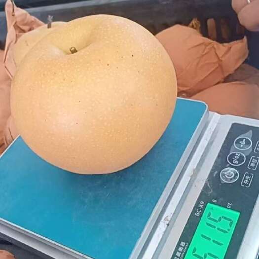 砀山县秋月梨