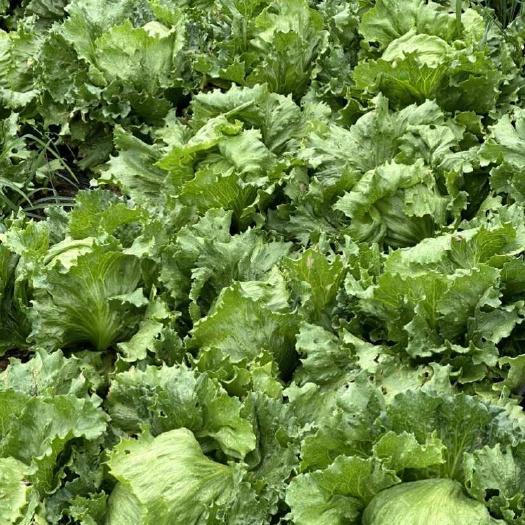 昆明云南生菜球精品圆生菜产地直发