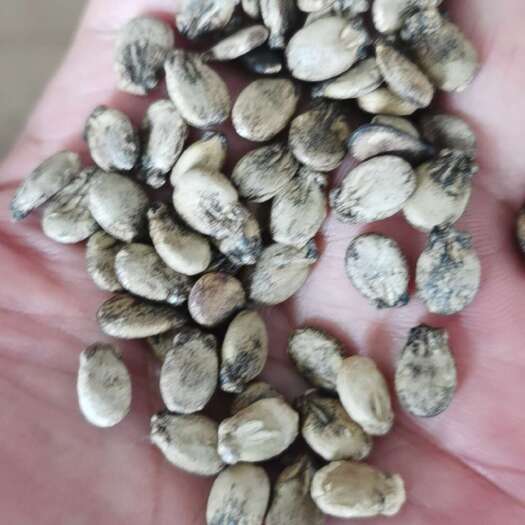 南皮县西瓜子