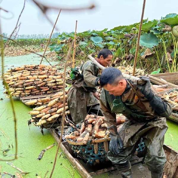 洪湖粉藕原产地直供