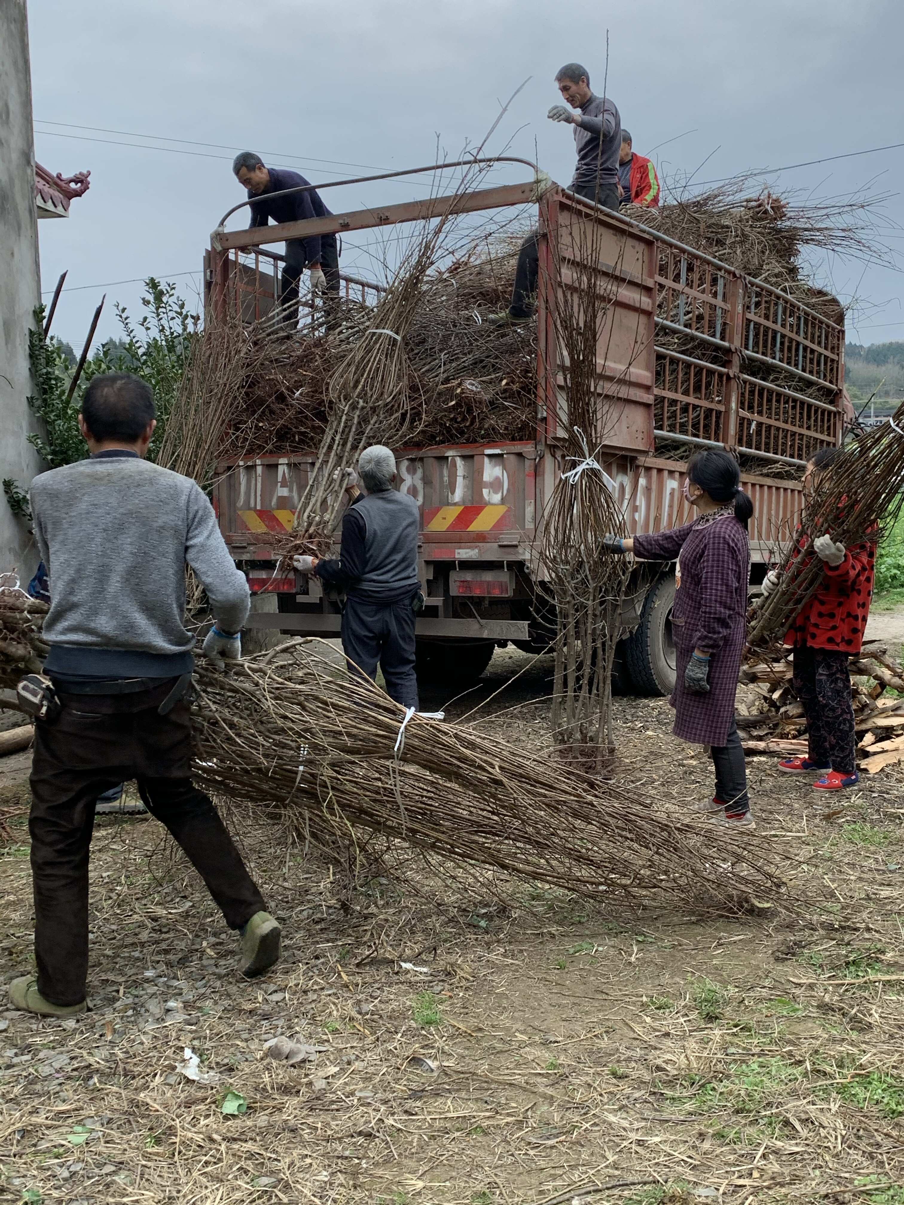 【嫁接】脆红李子苗 脱骨李 脆甜化渣好吃得很 基地直销李子苗