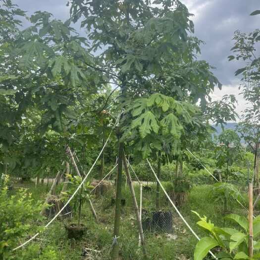 9-12分澳洲火焰木