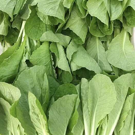 荥阳市小白菜